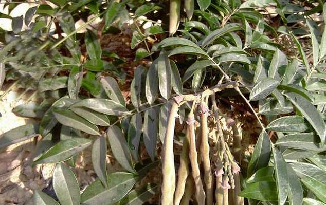怎样种牛大力:牛大力的种植方法