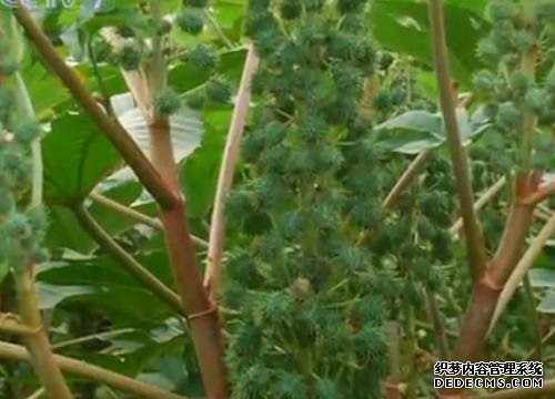 蓖麻种植高产的品种有哪些