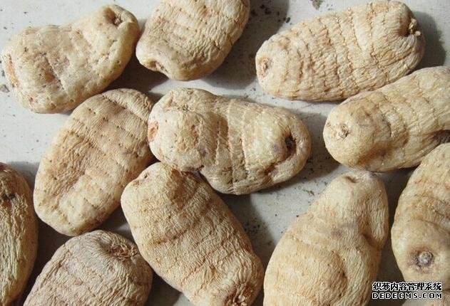 天麻种植要高产注意四个要点