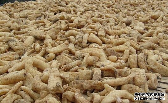 天麻种植中:怎样防止蜜环菌“吃”天麻