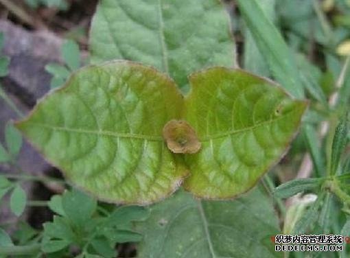 牛膝:夏季怎样田间管理?