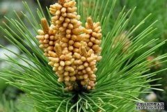 松花粉是啥东西?