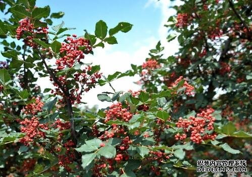花椒怎样采摘晾晒