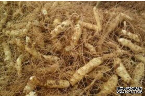 关玉竹好种吗:关玉竹的栽培技术