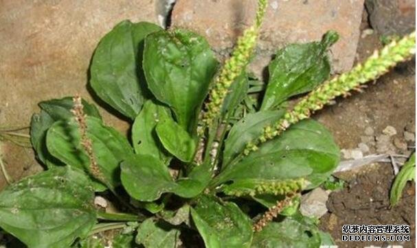云南怎样种植车前草:车前草种植技术要点