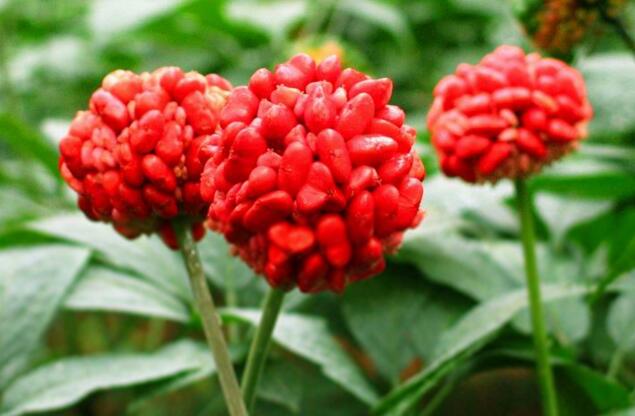 三七、巴戟天等8种越冬草本药材的冬季管理技术