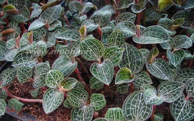 2017年农村种植什么药材最赚钱?