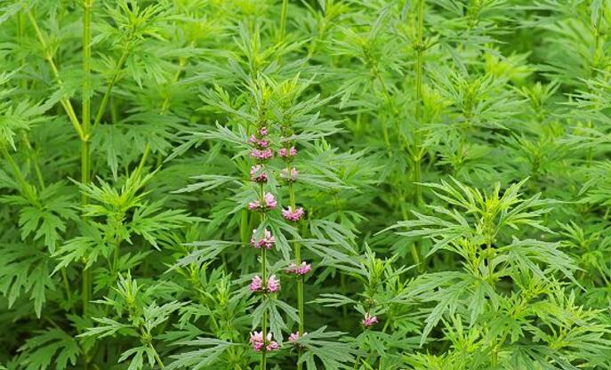 益母草怎样种:益母草栽培及加工技术
