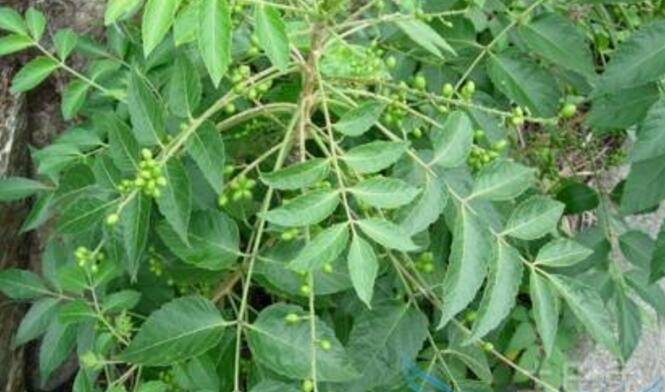 广西鸦胆子种植时间是几月份?怎样种?