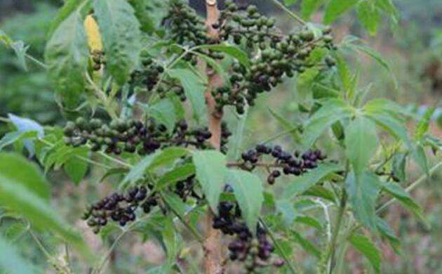 广西鸦胆子种植时间是几月份?怎样种?