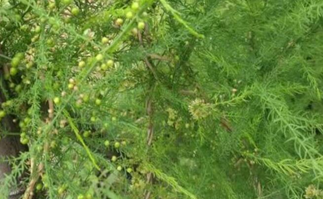 天冬种植怎样施肥