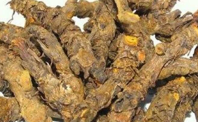 怎样种黄连?怎样留种?