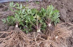 2017年甘肃产地当归种植面积大吗？