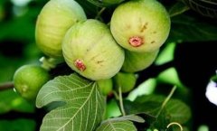 ļ޻
