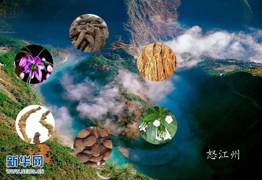 “云药之乡”绘制云南“道地药材地图”
