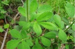 仙鹤草多少钱一斤?2017仙鹤草价格行情走势分析
