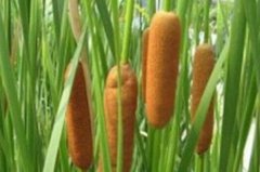 蒲黄多少钱一斤?2017蒲黄价格行情还会上涨吗