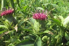 2018年种植白术赚钱吗