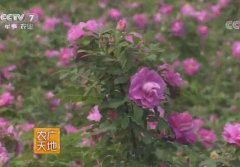 [ũ]֦õ༼Ƶ 20170904