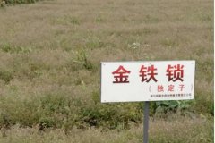 怎样才能种好金铁锁：金铁锁（独钉子）种植技术要点