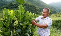 “打工仔”种植橘红一亩产量2000斤亩产值达2万元 成致富带头人