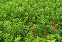 <b>连翘什么时候种植最好？</b>