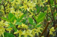 连翘种植株距、行距是多少?一亩地种植多少棵
