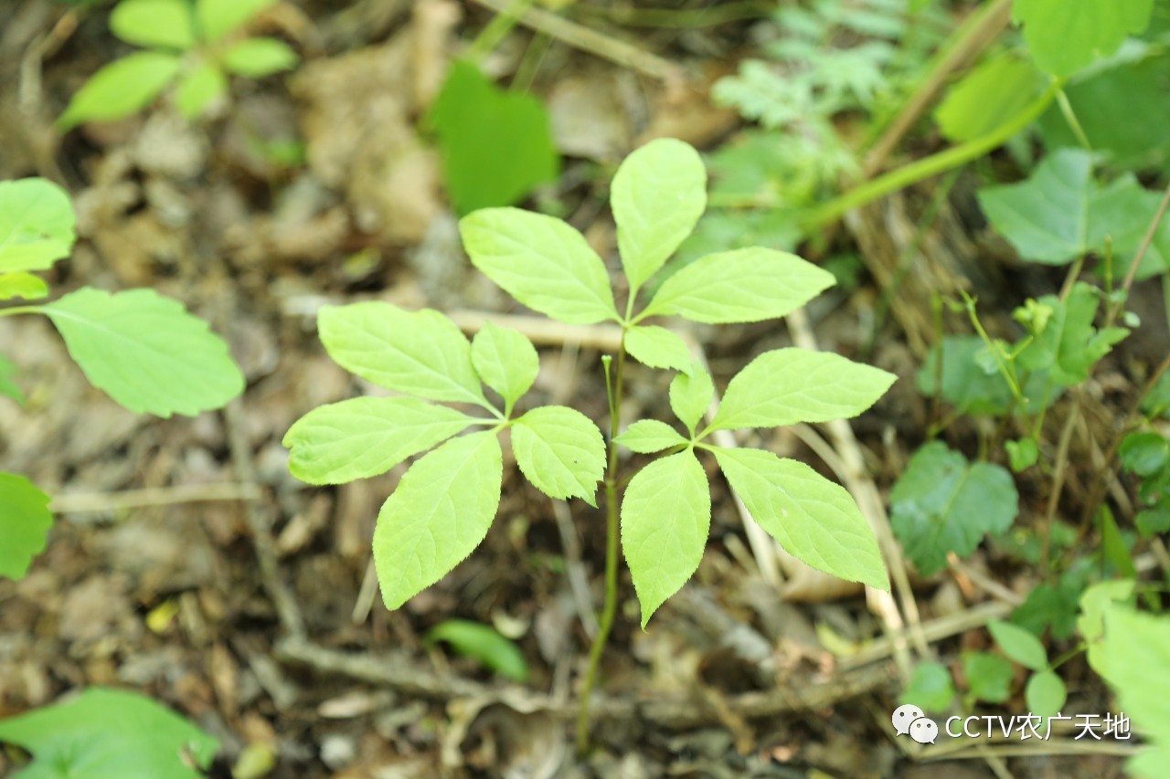 长白山人参的种植时间和方法及野山参的繁育技术