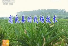 ʺʲôطֲֲ