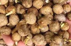 <b>半夏种植前怎样防根腐病</b>