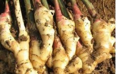 <b>2018年生姜种植面积将继续扩大 盲目扩种有风险</b>