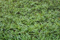 <b>种植麦冬一亩需要多少斤种苗?一亩麦冬苗子可以栽种几亩麦冬</b>