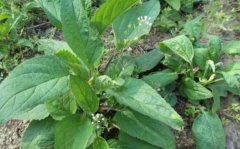 <b>玄参种植一亩地需要多少种芽?一亩利润是多少</b>