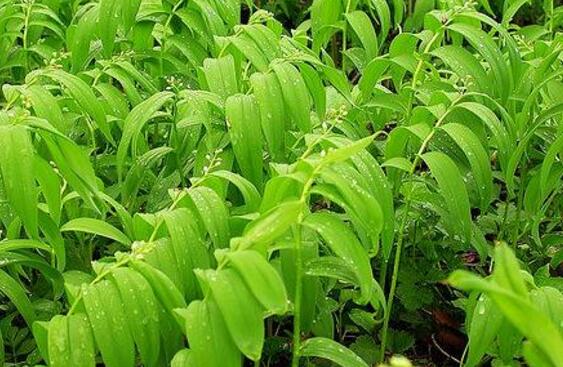 湘玉竹种植技术要点