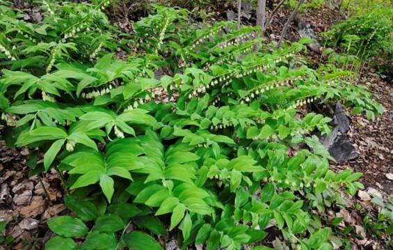 湘玉竹种植技术要点