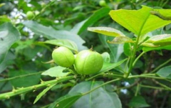<b>ͶԷ</b>