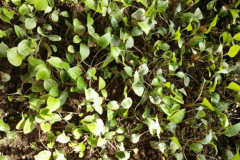 <b>苍术怎样种植出苗齐,不死苗?</b>