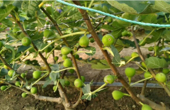 <b>未来无花果种植前景好不好?</b>