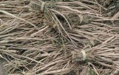 <b>2018牛膝价格多少钱一斤？牛膝产新价格上涨，后市行情如何走势？</b>
