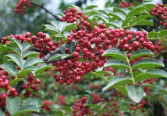 2019年农村种植什么药材、苗木有补贴？补贴标准是怎样的？
