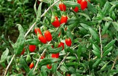 <b>种植中药材有补贴吗？2019种植药材赚钱吗？</b>