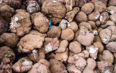 <b>茯苓多少钱一斤？2019茯苓价格行情走势分析</b>