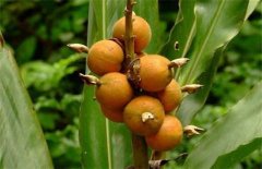 <b>白豆蔻什么时候播种，怎样高产栽培？</b>