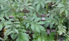 2019种植什么药材前景好?推荐几个具有发展潜力的几个药材品种