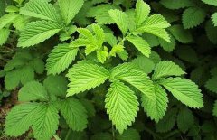 仙鹤草（龙牙草）是中药材吗？怎样栽培管理？