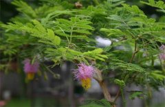 儿茶怎么种植？儿茶的栽培技术