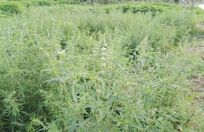 2019ֲ׬Ǯ2019꾣ֲɱǰ
