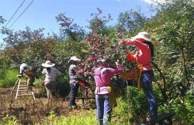 花椒种植亩产效益是多少，市场前景怎么样？