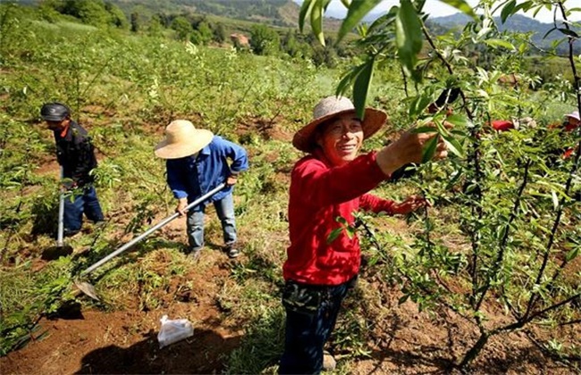 花椒种植亩产效益是多少，市场前景怎么样？