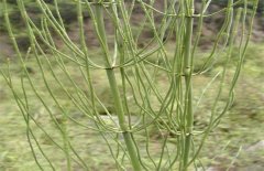 <b>ڽڲݼ۸ǮһڽڲݵֲǰΣ</b>